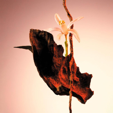 The Scent For Her Le Parfum Edp Vapo 50 Ml