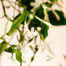 Private Collection Sweet Jasmine Fragrance Sticks 450 Ml