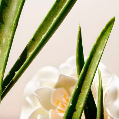 The Ritual Of Namaste Clarifying Facial Toner 250 Ml