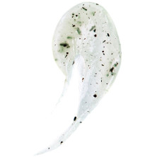 Teaology Green Tea Detox Face Scrub 50Ml