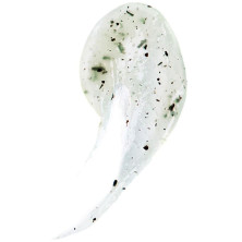 Teaology Green Tea Detox Face Scrub 50Ml