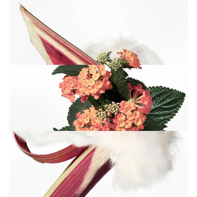 Eau De Rhubarbe Écarlate Eau De Cologne Vaporizador 100 Ml