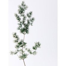 Solo Loewe Cedro Eau De Toilette Vaporizador 50 Ml