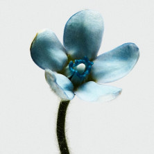 Loewe 001 Woman Eau De Toilette Vaporizador 50 Ml