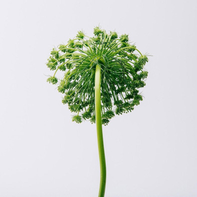 Aire Eau De Toilette Vaporizador 150 Ml