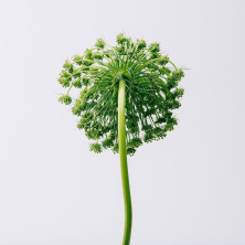 Aire Eau De Toilette Vaporizador 30 Ml