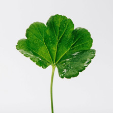 Loewe Pour Homme Eau De Toilette Vaporizador 50 Ml