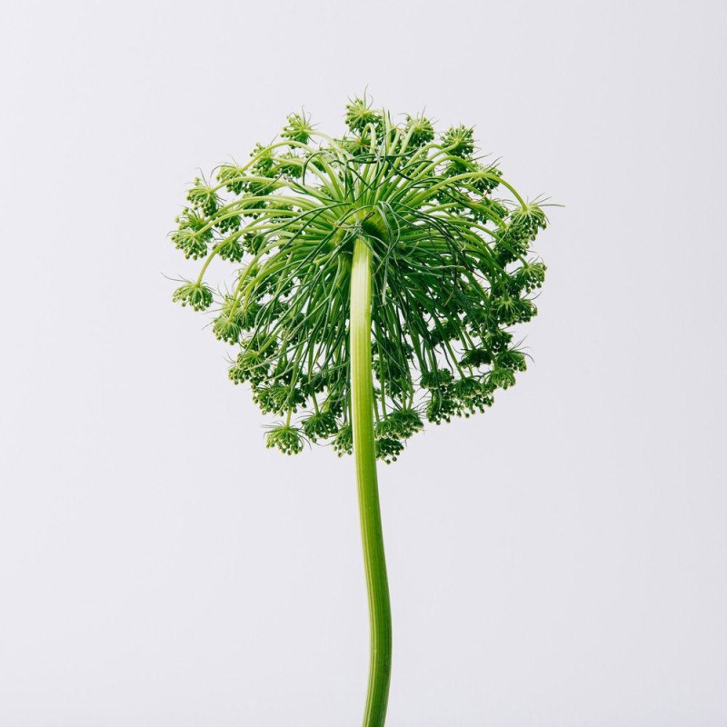 Aire Eau De Toilette Vaporizador 50 Ml