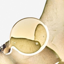 Solo Ella Elixir Edp Vapo 100 Ml