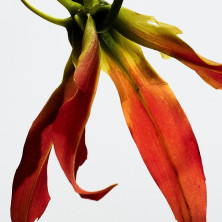 Paula'S Ibiza Eclectic Eau De Toilette Vaporizador 50 Ml