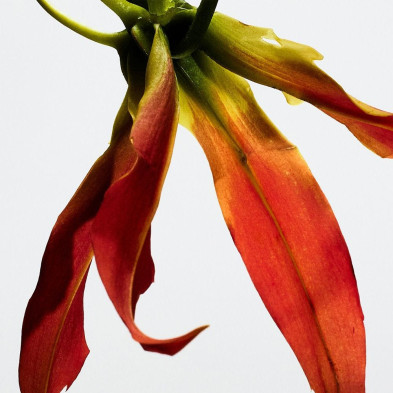 Paula'S Ibiza Eclectic Eau De Toilette Vaporizador 50 Ml