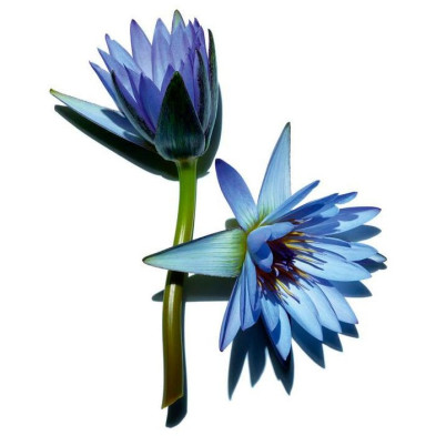 Wonder Perfect 4D Máscara Waterproof 01-Negro 8 Ml