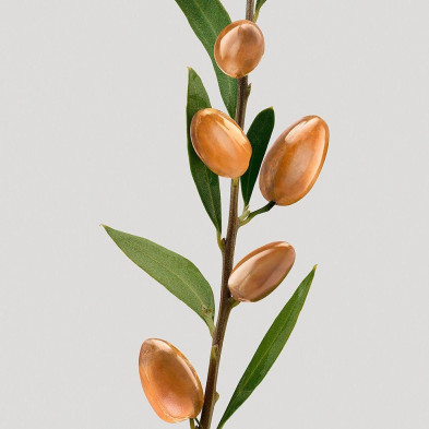 Shu Uemura Silk Bloom Acondicionador 250Ml