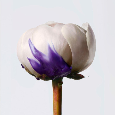 Yubi Blonde Violet Perfector Shampoo 300 Ml