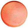 Bronzing Compact Polvos Bronceadores Edición Limitada 19 Gr