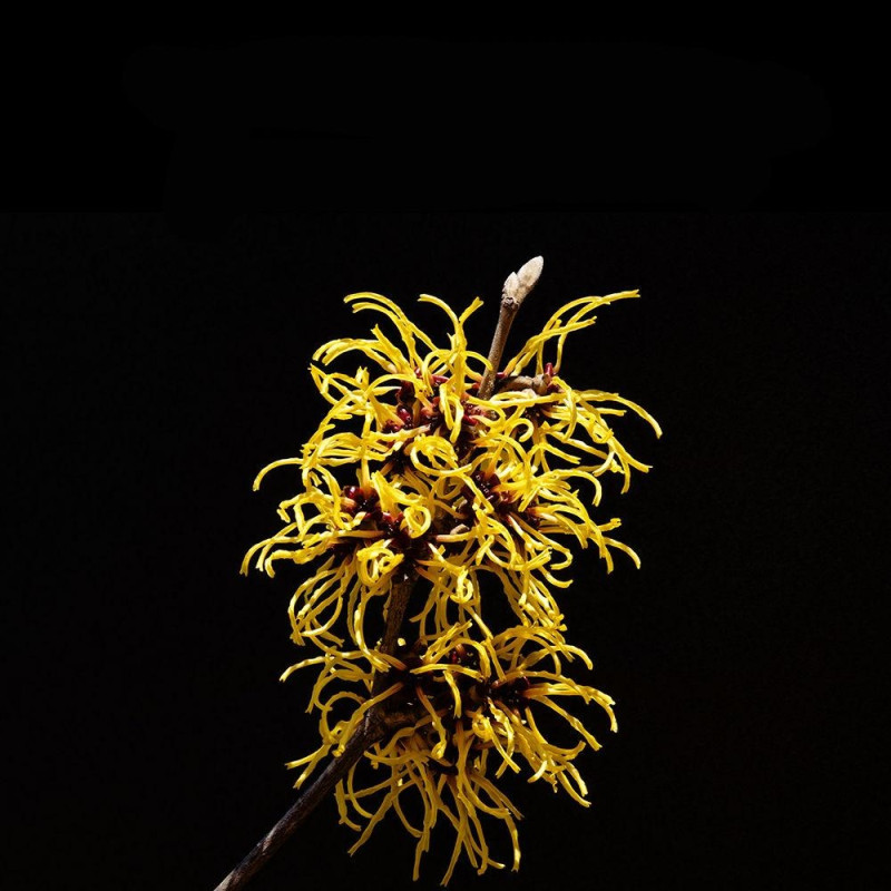 Texturizer Liquid Gel 150 Ml