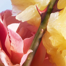 La Petite Robe Noire Edt Vapo 30 Ml