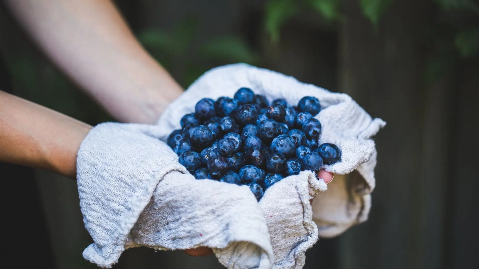 Los beneficios de los arándanos para la salud